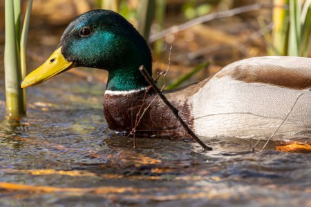 Male mallard duck (Anas platyrhynchos) swimming in the lake on the edge of the reeds