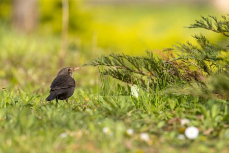 Female Blackbird (Turdus merula) searching for food in the grass