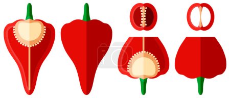 Illustration for Set with whole, half, quarter, and slices of Spanish Piquillo peppers. Pimiento pepper. Capsicum annuum. Red chili pepper. Vegetables. Flat style. Vector illustration isolated on white background. - Royalty Free Image