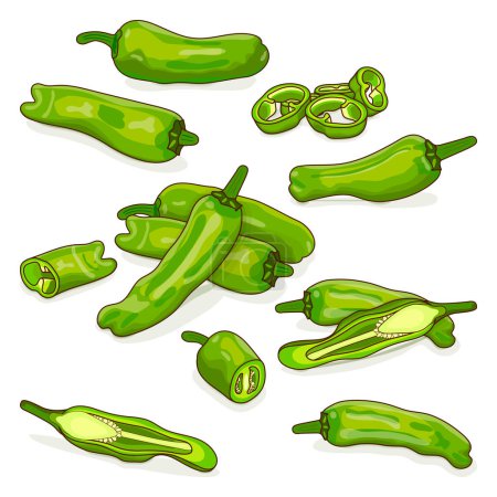 Illustration for Set with whole, half, quarter, slices, and wedges of Shishito green pepper. Capsicum annuum. Chili pepper. Fresh organic vegetables. Cartoon style. Vector illustration isolated on white background. - Royalty Free Image