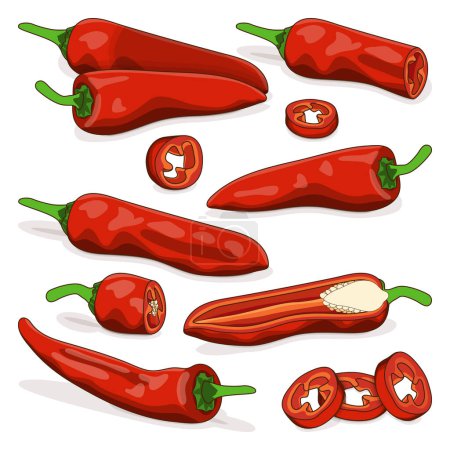 Illustration pour Set with whole, half, quarter, slices of Aleppo peppers. Halaby peppers. Halabe peppers. Capsicum annuum. Chili pepper. Vegetables. Cartoon style. Vector illustration isolated on white background. - image libre de droit