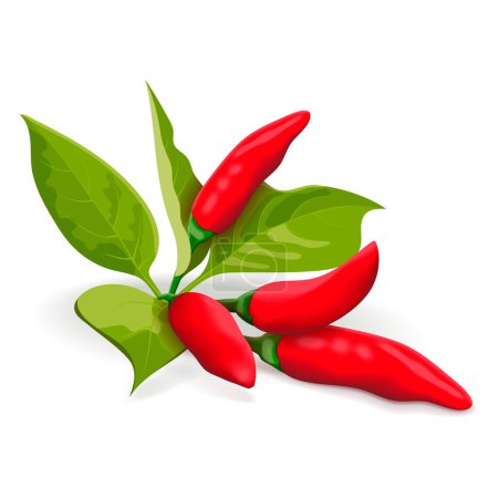 Ilustración de Tabasco Peppers. Hot peppers. Bush with peppers and leaves. Capsicum annuum. Chili pepper. Fresh, organic, raw, vegan vegetables. Vector illustration isolated on white background. - Imagen libre de derechos