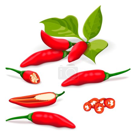 Ilustración de Set with whole, half, quarter, slices of Tabasco Peppers. Hot peppers. Peppers with leaves. Capsicum annuum. Chili pepper. Vegetables. Vector illustration isolated on white background - Imagen libre de derechos