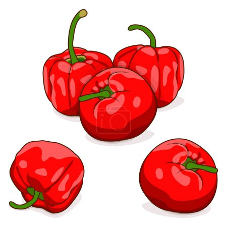 Téléchargez les illustrations : Group of Rocoto peppers. Locoto peppers. Rocote peppers. Manzano peppers. Capsicum pubescens. Chili pepper. Vegetables. Cartoon style. Vector illustration isolated on white background. - en licence libre de droit