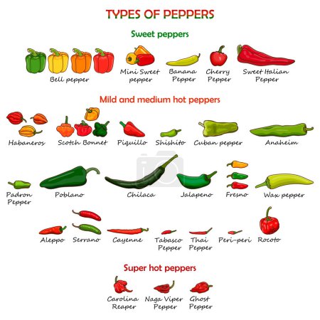 Illustration for Set with different types of peppers. Sweet peppers. Mild and medium hot peppers, super hot Chili peppers. Vegetables. Vector illustration isolated on white background. Cartoon style. - Royalty Free Image