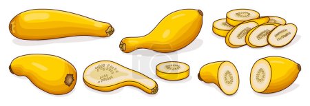 Set with whole, half, quarter, slices of Crookneck Yellow Squash. Summer squash. Cucurbita pepo. Cucurbitaceae. Fruits and vegetables. Cartoon style. Vector illustration isolated on white background.