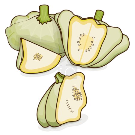 Illustration for Whole, half, quarter of White Patty Pan squash or Scallop or Scallopini squash. Summer squash. Cucurbita pepo. Fruits and vegetables. Cartoon style. Vector illustration isolated on white background. - Royalty Free Image