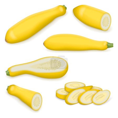 Set with whole, half, quarter, slices, and wedges of StraightNeck or Straight Neck. Summer squash. Cucurbita pepo. Fruits and vegetables. Vector illustration isolated on white background.