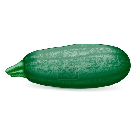 Illustration for Cousa or Kousa squash or Magda squash. Summer squash. Cucurbita moschata. Fruits and vegetables. Vector illustration isolated on white background. - Royalty Free Image
