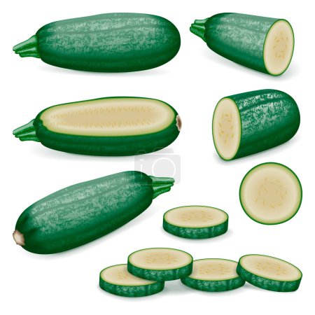 Illustration for Set of Cousa or Kousa squash or Magda squash. Summer squash. Cucurbita moschata. Fruits and vegetables. Vector illustration isolated on white background. - Royalty Free Image
