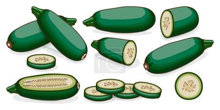 Illustration for Set of Cousa or Kousa squash or Magda squash. Summer squash. Cucurbita moschata. Fruits and vegetables. Clipart. Vector illustration isolated on white background. - Royalty Free Image