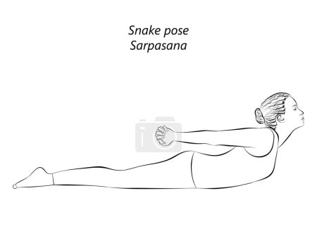 Illustration for Sketch of young woman practicing yoga, doing Snake pose. Sarpasana. Prone and Backbend. Beginner. Isolated vector illustration. - Royalty Free Image