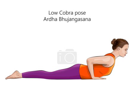 Young woman practicing yoga exercise, doing Low Cobra pose or Baby Cobra pose. Ardha Bhujangasana. Prone and Backbend. Beginner. Isolated vector illustration.