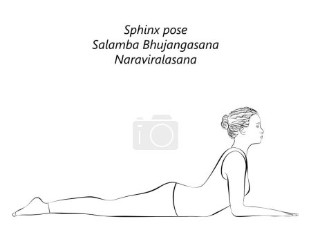Illustration for Sketch of young woman practicing yoga, doing Sphinx pose. Salamba Bhujangasana. Naraviralasana. Backbend. Prone and Backbend. Beginner. Isolated vector illustration. - Royalty Free Image
