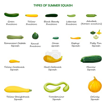 Illustration for Types of summer squash. Cucurbita. Cucurbitaceae. Fruits and vegetables. Isolated vector illustration. - Royalty Free Image