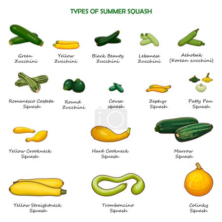 Illustration for Types of summer squash. Cucurbita. Cucurbitaceae. Fruits and vegetables. Isolated vector illustration. Cartoon style. - Royalty Free Image