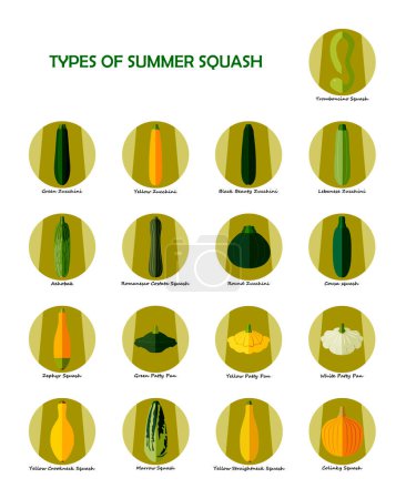 Illustration for Set of icons with different types of summer squash. Cucurbita. Cucurbitaceae. Fruits and vegetables. Isolated vector illustration. Flat style. - Royalty Free Image