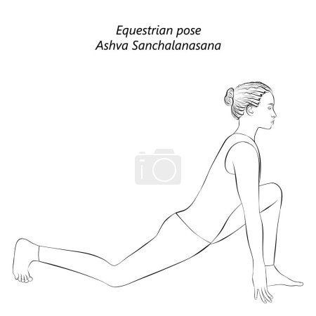 Illustration for Sketch of young woman practicing yoga, doing Equestrian pose. Ashva Sanchalanasana. Arm Leg Support and Balancing. Beginner. Isolated vector illustration. - Royalty Free Image