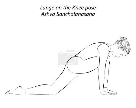 Illustration for Sketch of young woman practicing yoga, doing Lunge on the Knee pose or Equestrian pose. Horse pose. Ashva Sanchalanasana. Arm Leg Support and Balancing. Beginner. Isolated vector illustration. - Royalty Free Image