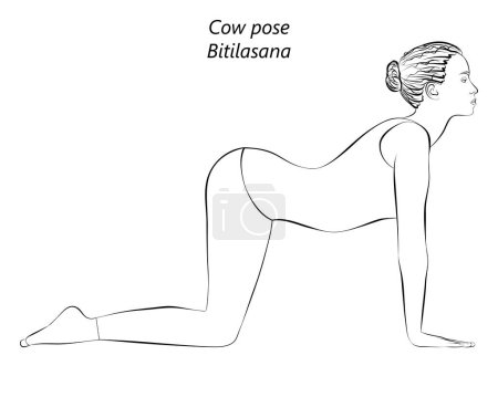 Illustration for Sketch of young woman practicing yoga, doing Cow pose or Dog pose. Bitilasana. Arm Leg Support and Backbend. Beginner. Isolated vector illustration. - Royalty Free Image