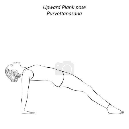 Illustration for Sketch of young woman practicing yoga, doing Upward Plank or Reverse Plank. Inclined Plane pose. Purvottanasana. Arm Leg Support and Backbend. Beginner. Isolated vector illustration. - Royalty Free Image