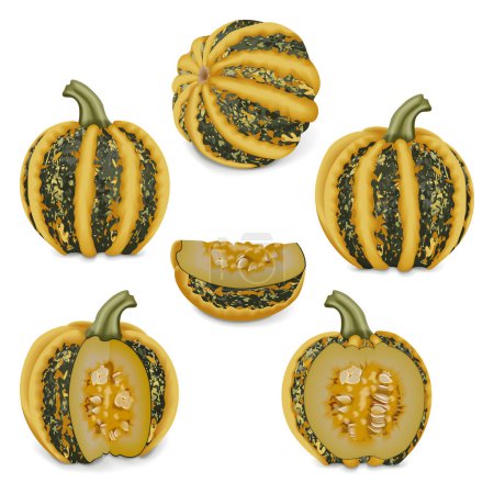 Illustration for Set with whole, half, quarter, and wedges of American Tonda pumpkin or Americana Tonda squash. Winter squash. Cucurbita pepo. Fruits and vegetables. Isolated vector illustration. - Royalty Free Image