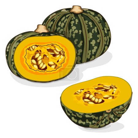 Illustration for Whole and chopped Kabocha winter squash pumpkins. Chestnut squash. Cucurbita maxima. Vegetables. Clipart. Isolated vector illustration. - Royalty Free Image