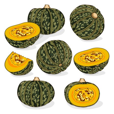 Illustration for Set of Kabocha winter squash pumpkins. Chestnut squash. Cucurbita maxima. Fruits and vegetables. Clipart. Isolated vector illustration. - Royalty Free Image