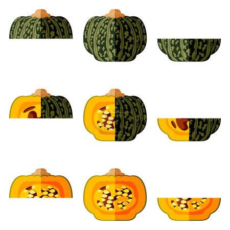 Illustration for Set of Kabocha winter squash pumpkins. Chestnut squash. Cucurbita maxima. Fruits and vegetables. Flat style. Isolated vector illustration. - Royalty Free Image