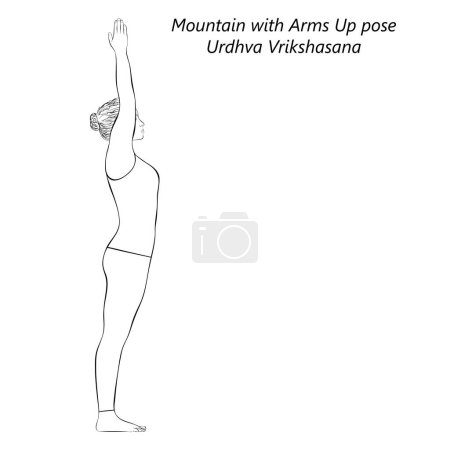 Téléchargez les illustrations : Croquis de la jeune femme faisant du yoga Urdhva Vrikshasana. Montagne avec les bras vers le haut ou vers le haut pose de l'arbre. Illustration vectorielle isolée. - en licence libre de droit
