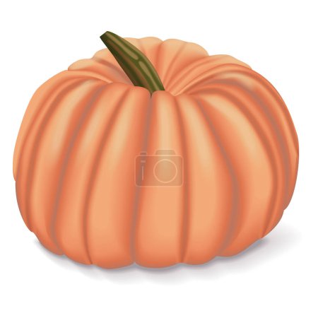 Illustration for Pink pumpkins or Porcelain Doll squash. Winter squash. Cucurbita maxima. Fruits and vegetables. Isolated vector illustration. - Royalty Free Image