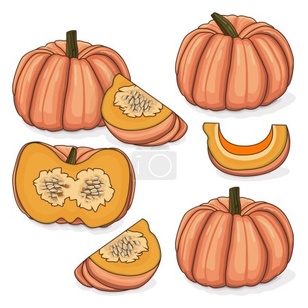 Illustration for Set of Pink pumpkins or Porcelain Doll squash. Winter squash. Cucurbita maxima. Fruits and vegetables. Clipart. Isolated vector illustration. - Royalty Free Image