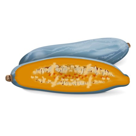 Illustration for Whole and half of Guatemalan Blue Banana squash. Winter squash. Cucurbita maxima. Fruits and vegetables. Isolated vector illustration. - Royalty Free Image