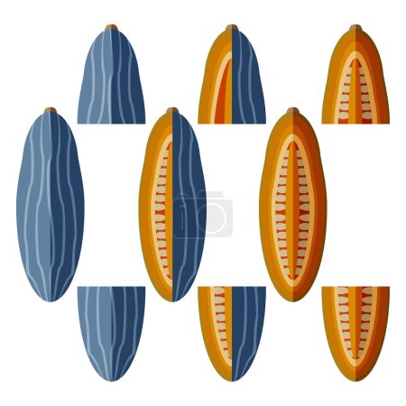 Illustration for Set of Guatemalan Blue Banana squash. Winter squash. Cucurbita maxima. Fruits and vegetables. Flat style. Isolated vector illustration. - Royalty Free Image