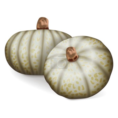 Group of Confection squash. Winter squash. Cucurbita maxima. Fruits and vegetables. Isolated vector illustration.