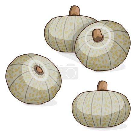 Illustration for Group of Confection squash. Winter squash. Cucurbita maxima. Fruits and vegetables. Clipart. Isolated vector illustration. - Royalty Free Image