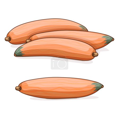 Illustration for Group of Georgia candy roaster squash. Winter squash. Cucurbita maxima. Fruits and vegetables. Clipart. Isolated vector illustration. - Royalty Free Image