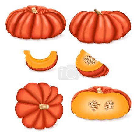 Clip art of Cinderella pumpkin. Rouge Vif D Etampes. Winter squash. Cucurbita maxima. Fruits and vegetables. Isolated vector illustration.