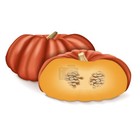 Illustration for Whole and half of Cinderella pumpkin. Rouge Vif D Etampes. Winter squash. Cucurbita maxima. Fruits and vegetables. Isolated vector illustration. - Royalty Free Image