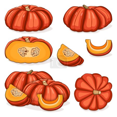 Set of Cinderella pumpkin. Rouge Vif D Etampes. Winter squash. Cucurbita maxima. Fruits and vegetables. Clipart. Isolated vector illustration.