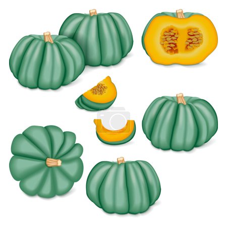 Illustration for Clip art. Blue pumpkin. Winter squash. Cucurbita maxima. Fruits and vegetables. Isolated vector illustration. - Royalty Free Image