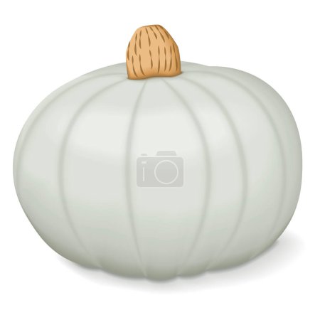 Illustration for Crown Prince Squash. Winter squash. Cucurbita maxima. Fruits and vegetables. Isolated vector illustration. - Royalty Free Image