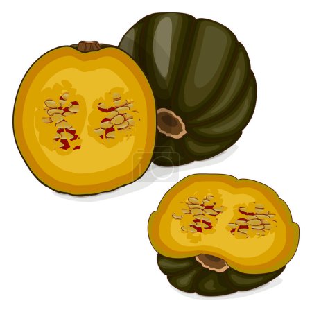 Illustration for Whole and chopped Zapallo Macre Squash. Winter squash. Cucurbita maxima. Vegetables. Clipart. Isolated vector illustration. - Royalty Free Image