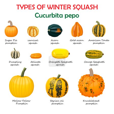Types of winter squash. Cucurbita pepo. Cucurbitaceae. Fruits and vegetables. Isolated vector illustration.