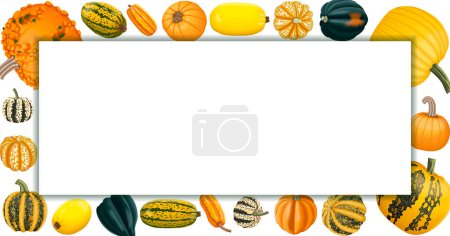 Rectangular banner with types of winter squash. Cucurbita pepo. Fruits and vegetables. Isolated vector illustration. Horizontal template.
