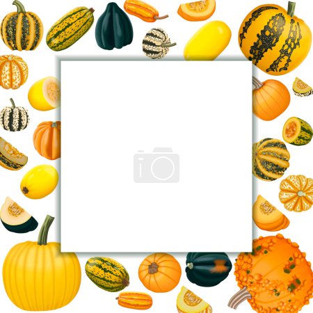 Square banner with types of winter squash. Cucurbita pepo. Cucurbitaceae. Fruits and vegetables. Isolated vector illustration. Template.