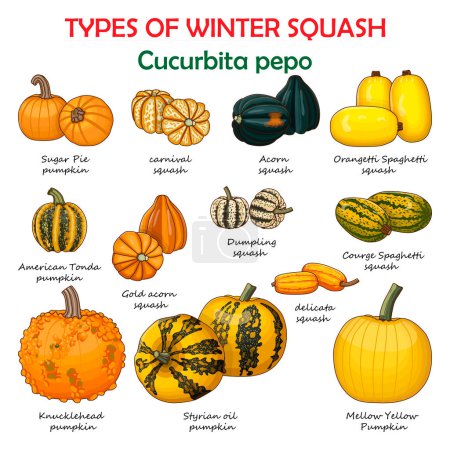 Types of winter squash. Cucurbita pepo. Cucurbitaceae. Fruits and vegetables. Isolated vector illustration. Clipart.