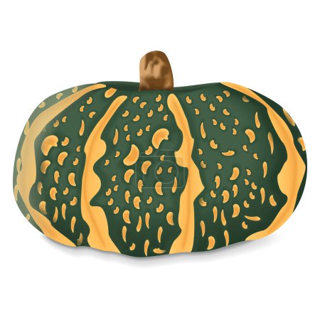 Illustration for Delica Winter Squash  or pumpkin Courge Delica Moretti. Cucurbita maxima. Fruits and vegetables. Isolated vector illustration. - Royalty Free Image