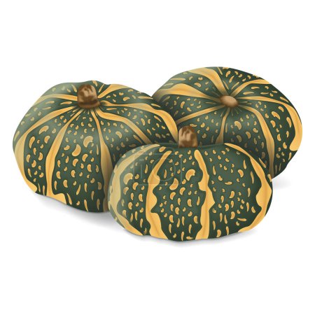 Illustration for Group of Delica Winter Squash  or pumpkin Courge Delica Moretti. Cucurbita maxima. Fruits and vegetables. Isolated vector illustration. - Royalty Free Image