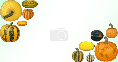 Rectangular banner with types of winter squash. Cucurbita pepo. Fruits and vegetables. Isolated vector illustration. Horizontal template. Clipart.